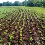 Masaya-land-for-sale