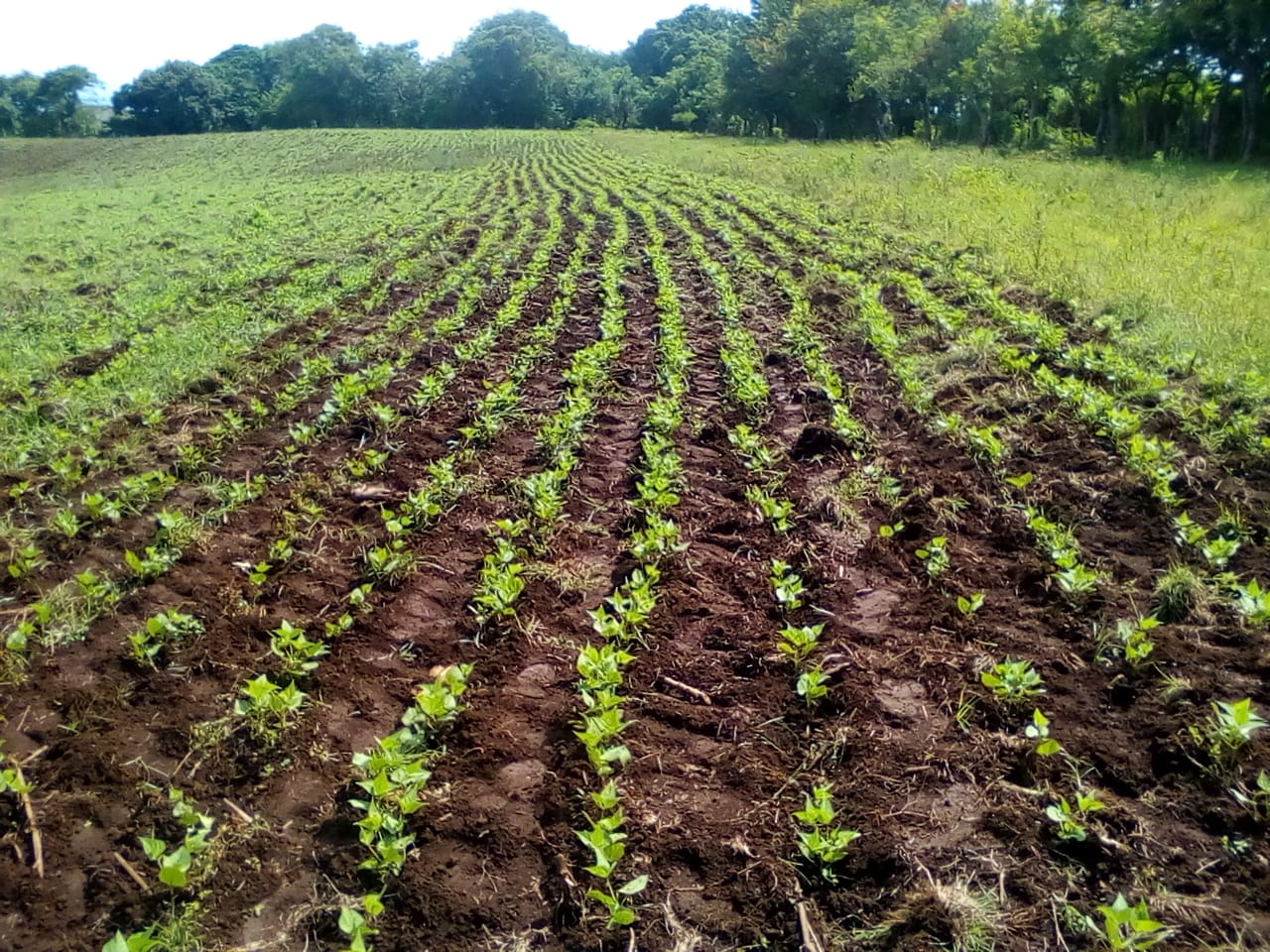 Land for agriculture or housing development
