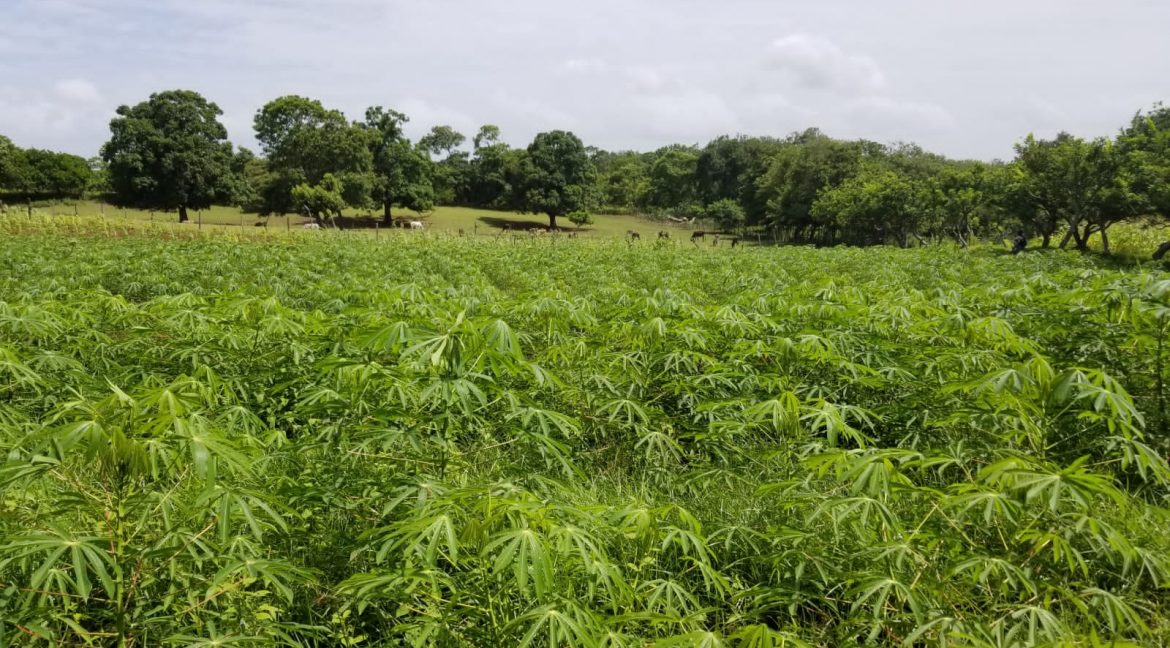 Terreno-Masaya-Nicaragua-Bienes-Raices 3