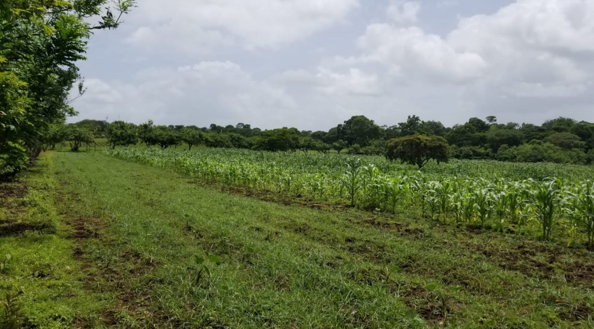 Terreno-Masaya-Nicaragua-Bienes-Raices 4
