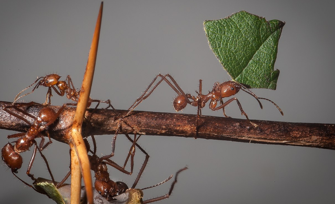 ants-in-Nicaragua