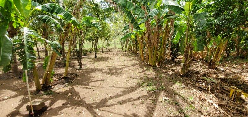 farm with fruit trees and laege residence outside of Leon
