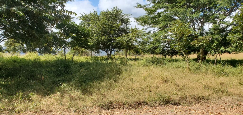 LOT FOR SALE IN VISTALAGOS DEVELOPMENT