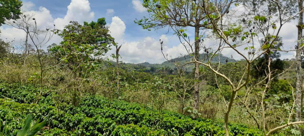 Coffee Farm on 19 Acres in Matagalpa