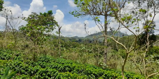 Coffee Farm on 19 Acres in Matagalpa