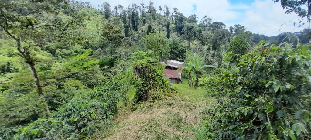 Coffee Farm on 17 Acres in Matagalpa