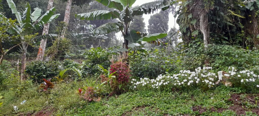 Coffee Farm on 23 Acres in Matagalpa