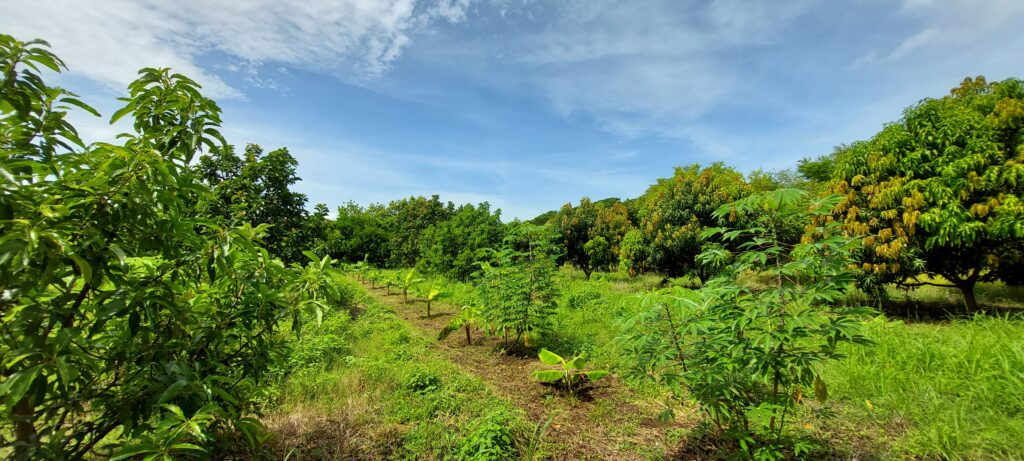 3.45 Acres Farm in Leon Nicaragua
