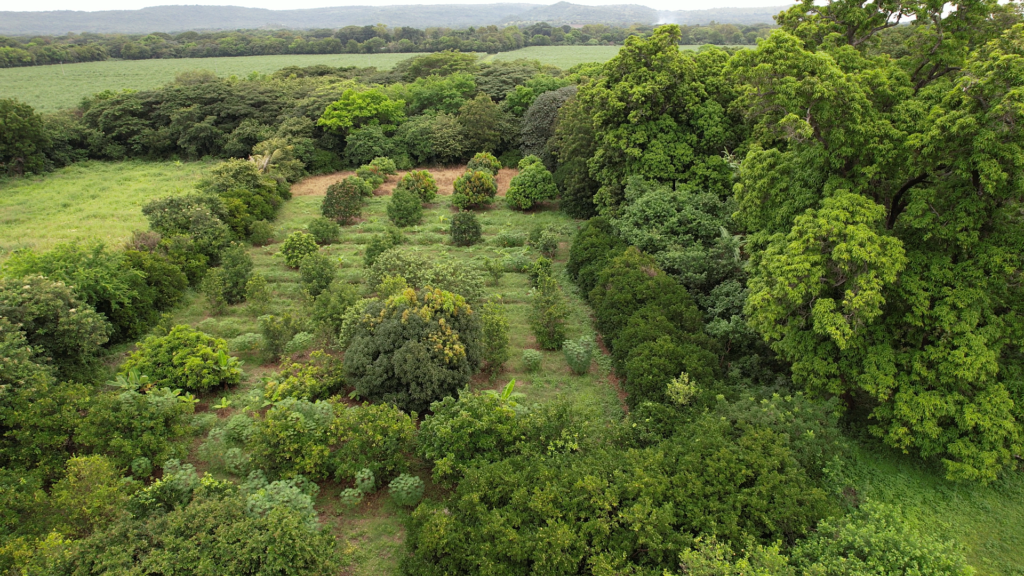 3.45 Acres Farm in Leon Nicaragua