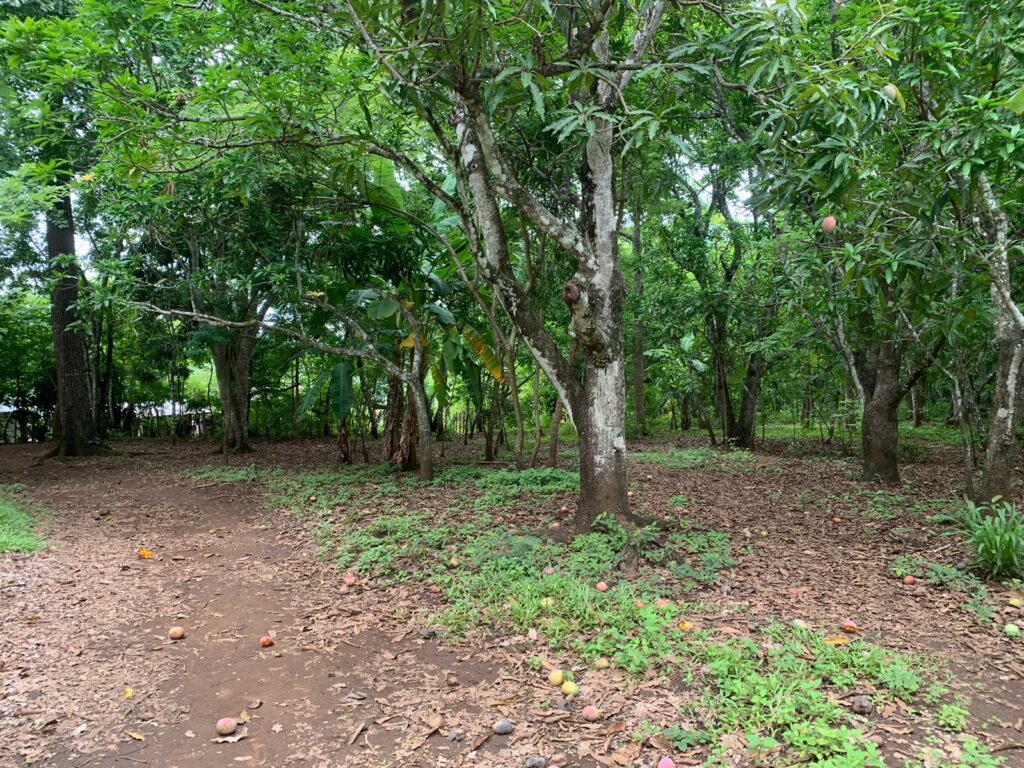 Perfect lot with fruit trees.