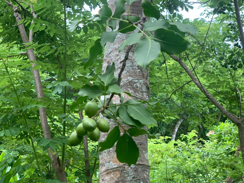 Fruit trees