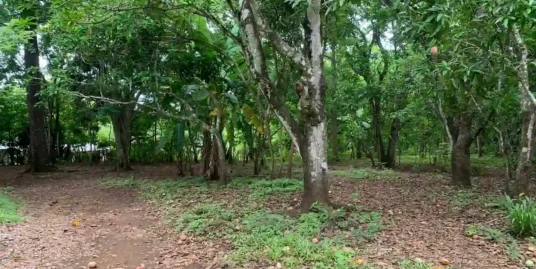 Perfect lot with fruit trees of Laguna de Apoyo hill