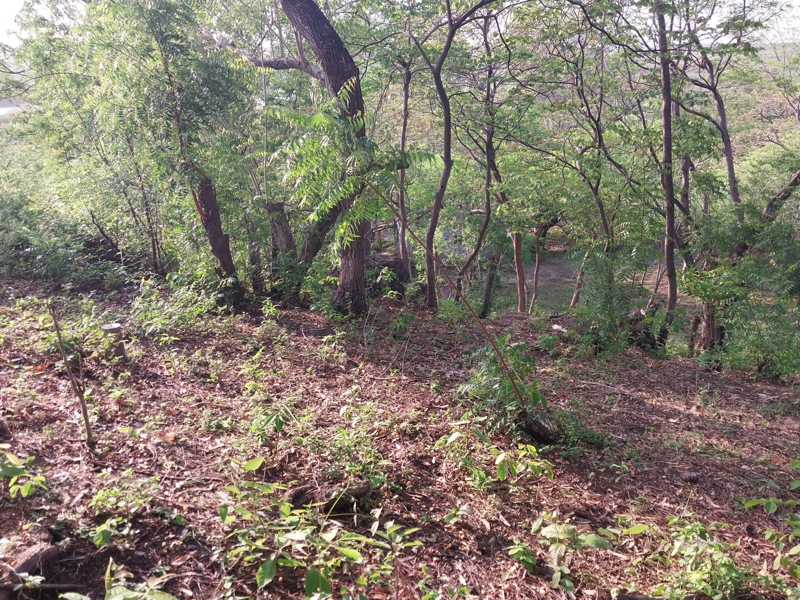 Excellent lot in the hills of Poneloya