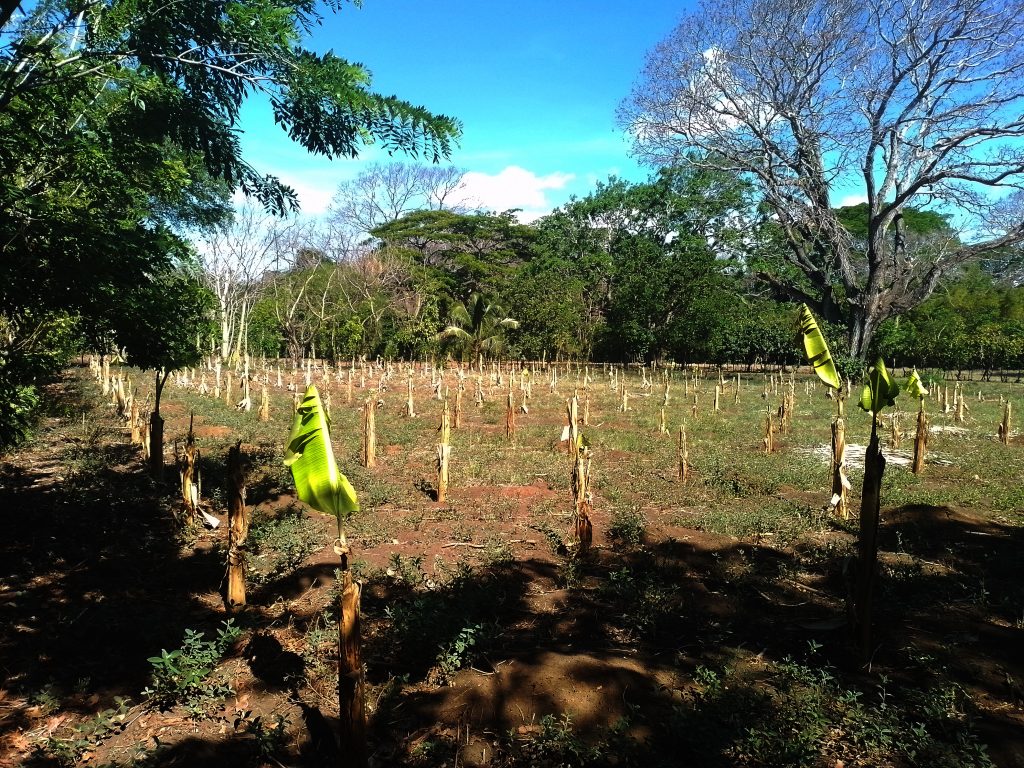 fruit farm on 1.75