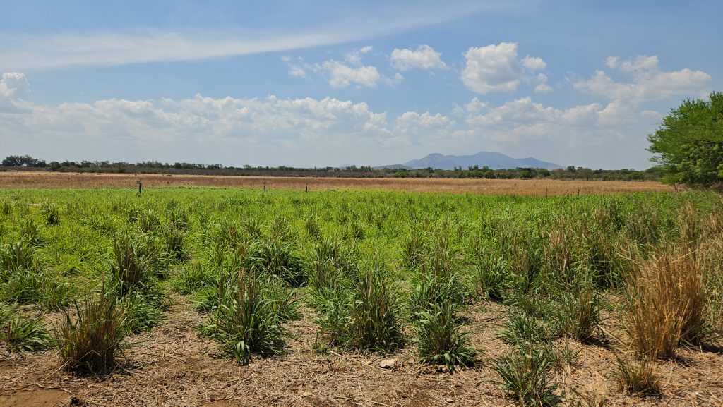 LARGE FARM ON 286 ACRES IN LEON
