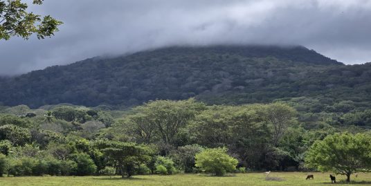 FLAT 14.7-ACRE FARM FOR SALE WITH VOLCANO VIEWS