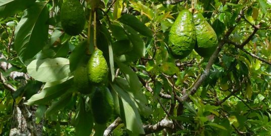 FARM FOR SALE IN JINOTEPE WITH 280+ AVOCADO TREES
