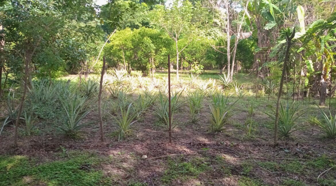 37. pineapple 3