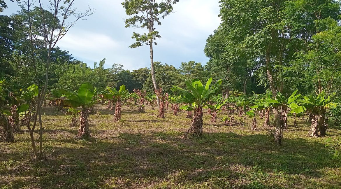 59. banana trees