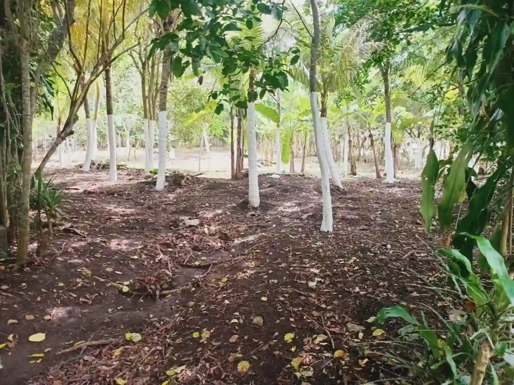 Quinta for Sale on 3.85 Acres