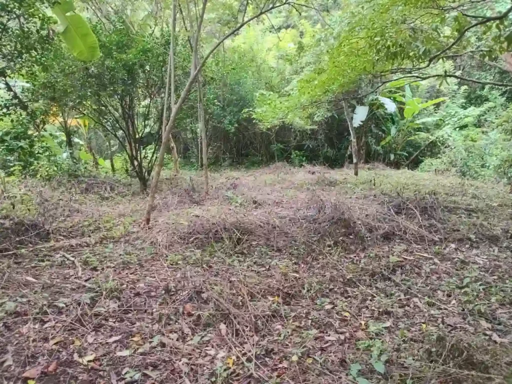Quinta for Sale on 3.85 Acres