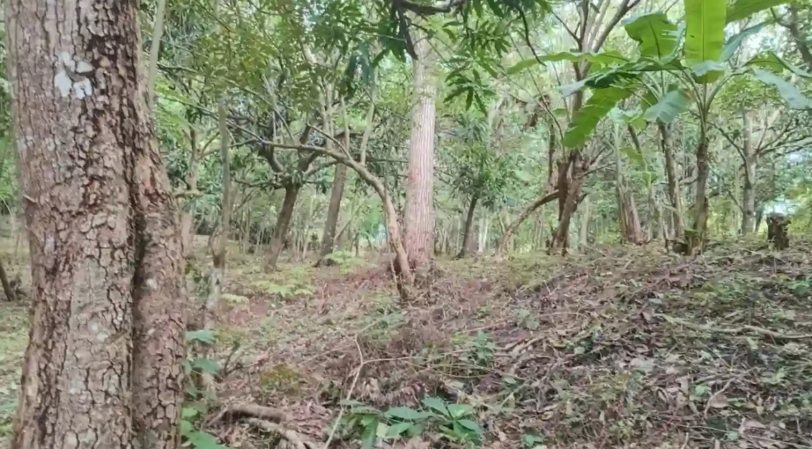 Quinta for Sale on 3.85 Acres in Monimbo (24)
